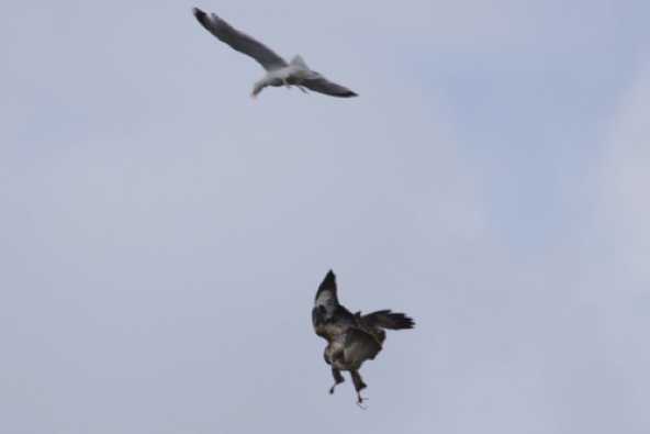 08 July 2023 - 17:56:19

----------------------
Buzzard vs snake vs seagull